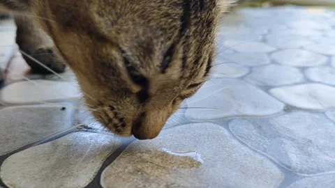 Cat enjoying raw meat served on a stone tile floor Stock Footage 304066737