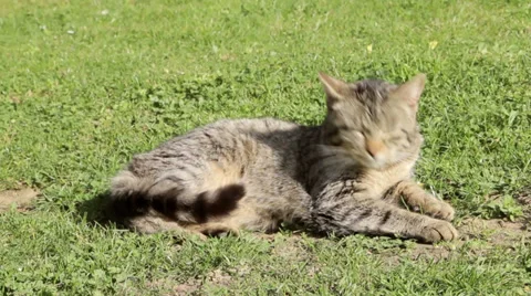 Cat enjoying springtime at lawn Vídeos de archivo 36771765