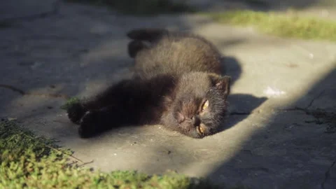 The cat is enjoying the sun. The cat is lying down. Concept: positive effect of Stock Footage 260230684