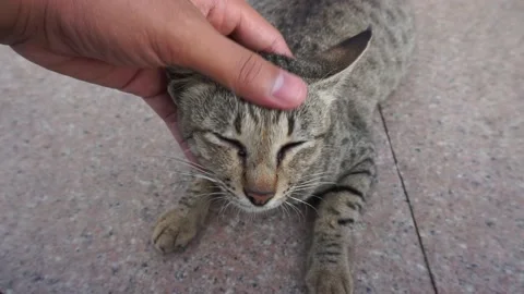 A cat enjoying when its head is scratched Stock Footage 199880126