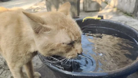 A Cat Enjoys Drinking Water Stock Footage 318707757
