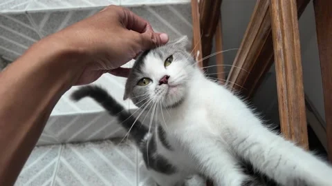A cat enjoys having its head stroked by its owner. Vídeos de archivo 292797015