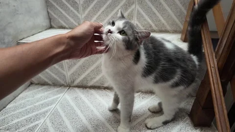 A cat enjoys having its head stroked by its owner. Vídeos de archivo 292797239