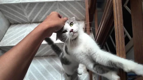 A cat enjoys having its head stroked by its owner. Vídeos de archivo 292798966