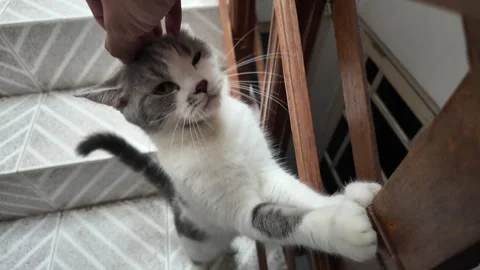 A cat enjoys having its head stroked by its owner. Vídeos de archivo 292799275
