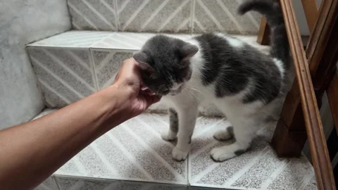 A cat enjoys having its head stroked by its owner. Vídeos de archivo 292799691