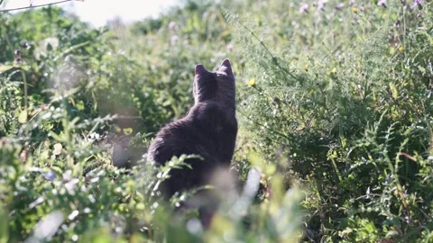 Cat enjoys nature Stock Footage 232548428