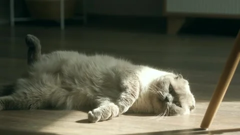 Cat enjoys warmth of sunlight streaming through window Stock Footage 280737905