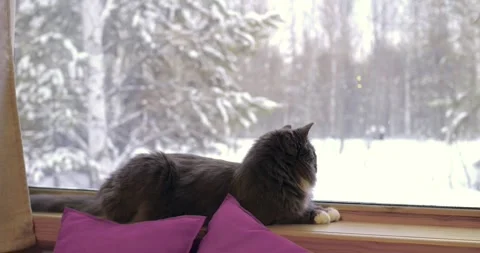 Cat enjoys winter tranquility from cozy indoor perch, watching snow-covered Stock Footage 275266571