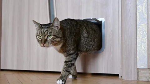The cat enters the cat door Stock Footage 234226096