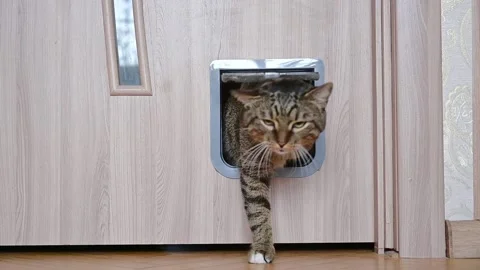 The cat enters the room through the cat door Stock Footage 234201034