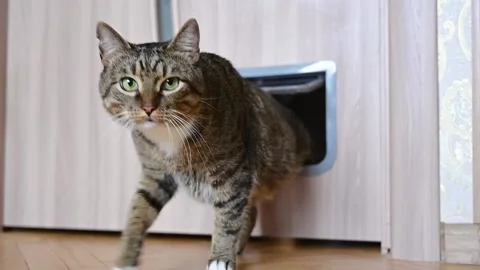 The cat enters the room through the cat door Stock Footage 234226041