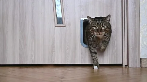 The cat enters the room through the cat door Stock Footage 234226065