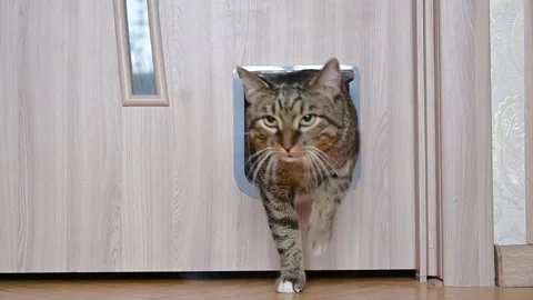 The cat enters the room through the cat door Stock Footage 234226080