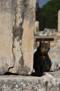 A cat in ephesus. Stock Photos