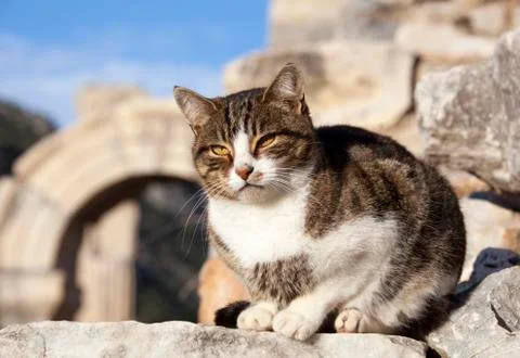 The Cat in Ephesus Stock Photos