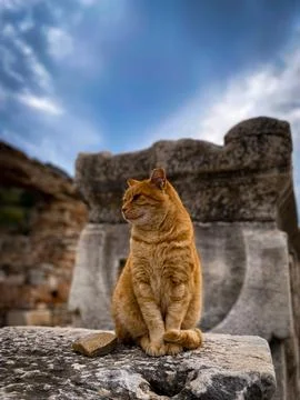 Cat from Ephesus Stock Photos