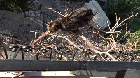 Cat escapes and goes down along grape vine outside the balcony Stock Footage 102357176
