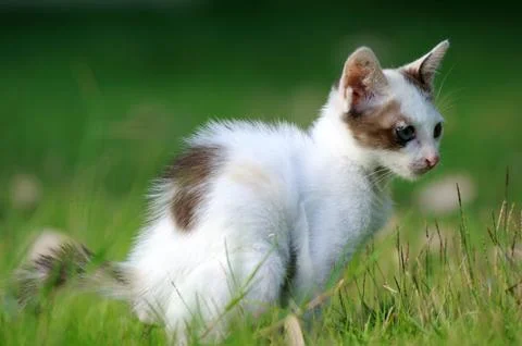 Cat evacuate Stock Photos
