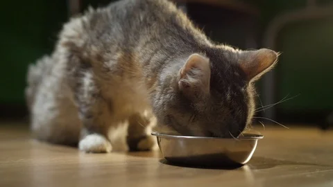 Cat in the evening eats from a bowl at home Stock Footage 127170251