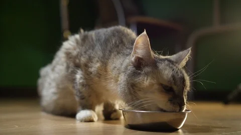 Cat in the evening eats from a bowl at home1 Stock Footage 127170160