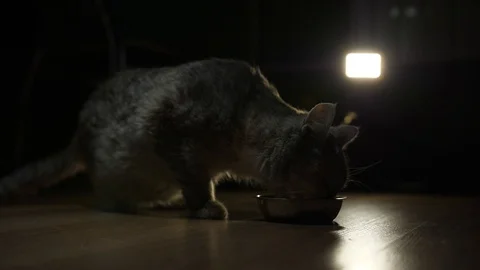 Cat in the evening eats from a bowl at home2 Stock Footage 127170040