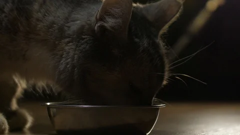 Cat in the evening eats from a bowl at home4 Stock Footage 127169924