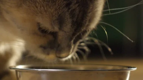 Cat in the evening eats from a bowl at home5 Stock Footage 127170253