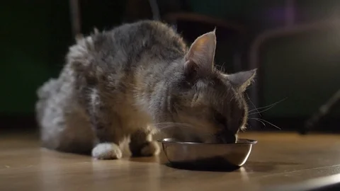 Cat in the evening eats from a bowl at home6 Stock Footage 127170618