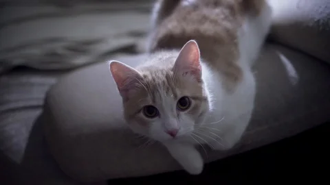 Cat in the Evening Stock Footage 101783581