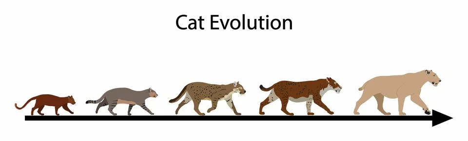 Cat evolution, The Evolution of Cats Stock Illustration