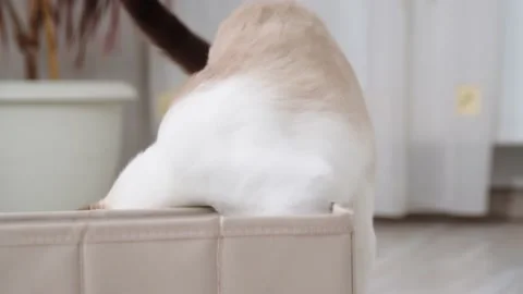 The cat examines the box close up Video stock 194542374