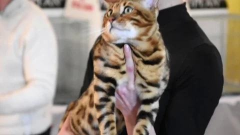 Cat at the exhibition Video stock 75941719