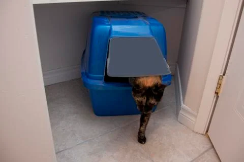 Cat exiting litter box Stock-Fotos
