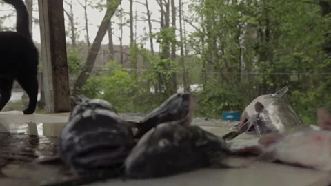 Cat explores backyard with fish and trees during peaceful afternoon Stock Footage 327958151