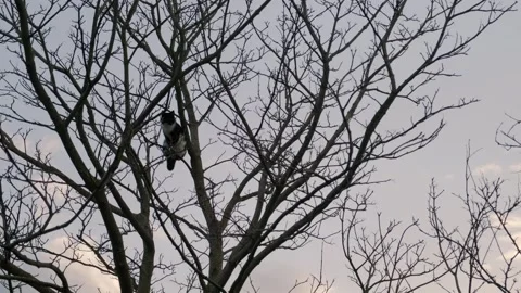 Cat explores the branches of a tree at sunset in a serene neighborhood Stock Footage 310240796