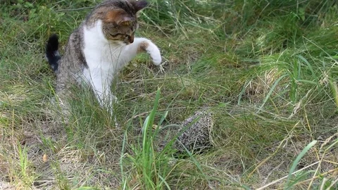 Cat explores a hedgehog outdoors on background of green grass Video stock 79250430