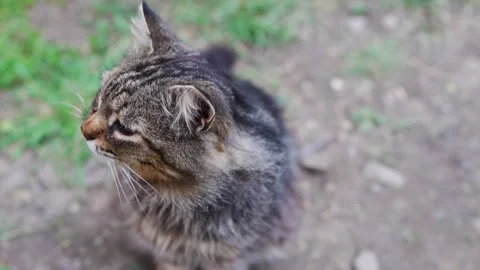 Cat explores outdoors and shows different poses in garden Stock Footage 335222798