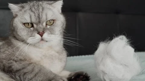 Cat explores soft white object and shows curiosity in a cozy indoor setting d Stock-Footage 336670656