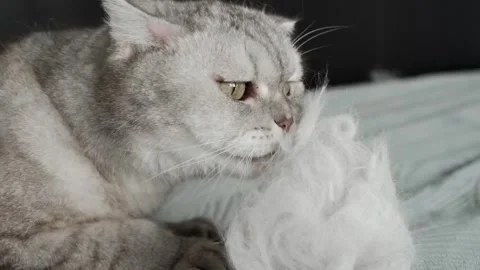 Cat explores soft white object and shows curiosity in a cozy indoor setting d Stock-Footage 336670659