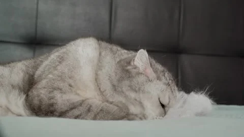 Cat explores soft white object and shows curiosity in a cozy indoor setting d Stock Footage 336670668
