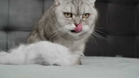 Cat explores soft white object and shows curiosity in a cozy indoor setting d Stock Footage 336670677