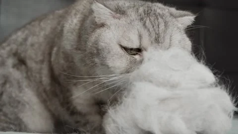 Cat explores soft white object and shows curiosity in a cozy indoor setting d Stock-Footage 336670680