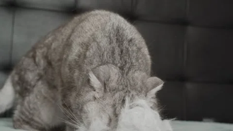 Cat explores soft white object and shows curiosity in a cozy indoor setting d Stock Footage 336670686