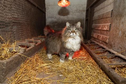 Cat Exploring a Barn Filled With Straw Under a Warm Light During the Evening Stock Photos
