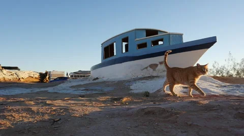 Cat exploring boat Salvation Mountain Stock Footage 47882458