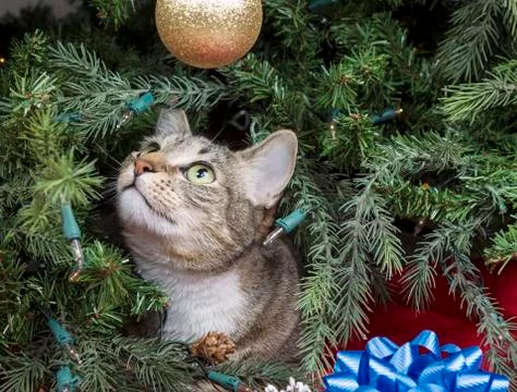 Cat exploring christmas tree Stock Photos