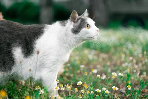 Cat exploring a field of wildflowers under natural sunlight Stock Photos