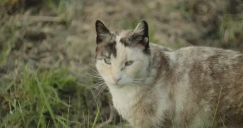 Cat exploring Stock Footage 247919921