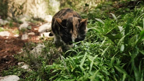 Cat exploring forest ground, sniffing and eating grass Stock Footage 324573286